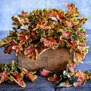 Colocha Sunset Coleus leaves arranged in a wooden box on a light grey background.