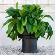 A mature Bocking 14 Comfrey Plant against a concrete background.