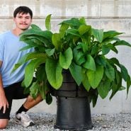 A Baker Creek employee posing by a mature Bocking 14 Comfrey Plant to show the size of the plant.