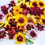 A close-up view of Incredible Dwarf Mix Coreopsis flowers on a white background.