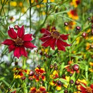 Incredible Dwarf Mix Coreopsis growing the gardens at Baker Creek.