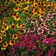 Incredible Dwarf Mix Coreopsis abundantly blooming in the gardens at Baker Creek.