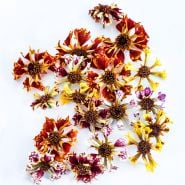 Incredible Sea Shells Mix Coreopsis arranged on a white background.