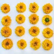 Sixteen Yellow Fully Double Coreopsis blooms arranged in a square on a white background.