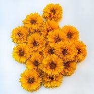 Yellow Fully Double Coreopsis flowers arranged on white background.