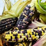 Several cobs of Astronomy Domine Corn with husks on a white marble background.