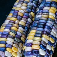 A close-up view of a couple of Astronomy Domine Corn cobs on  dark background.