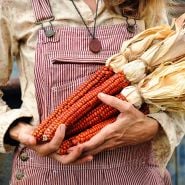 A woman in striped overalls holding an armful of Atomic Orange Corn cobs.