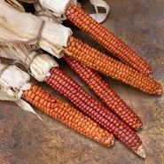 Five Atomic Orange Corn cobs arranged on patena copper background.