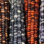 A close-up of Big Horse Spotted cobs showing the detail on the colorful kernels.
