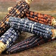Big Horse Spotted Corn cobs stacked up on a wooden background.