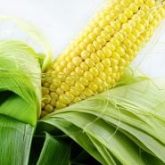 A Buhl Sweet Corn cob with husks close-up against a white background.