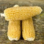 A trio of Burro Mountain Popcorn cobs on a wooden background.