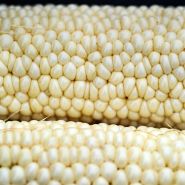 A close-up view of Country Gentleman Sweet Corn pegged kernels on the cob.