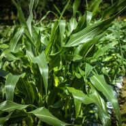 Damaun KS Super Sweet Corn plants growing in the field at the Baker Creek farm.