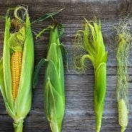 Damaun KS Super Sweet Corn at different stages of maturity. Image courtesy of Lucy Hutchins.