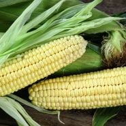 A couple of cobs of Fisher's Earliest Sweet Corn with husks and silk.