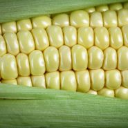 A macro close-up of Fisher's Earliest Sweet Corn kernels on the cob.
