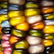 Extreme close-up of Glass Gem Popping Corn kernels on the cob.