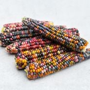 A half dozen Glass Gem Popping Corn cobs on a white background.