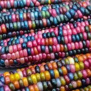 More close-up views of Glass Gem Popping Corn vibrantly colored kernels.