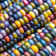 Extreme close-up of Glass Gem Popping Corn.