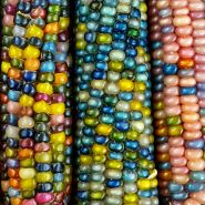A close-up view of three colorful Glass Gem Popping Corn cobs.
