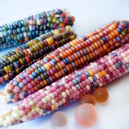Four colorful Glass Gem Popping Corn on the cob with marbles on a white background.