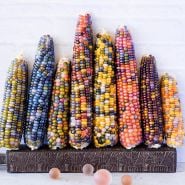 Eight cobs of Glass Gem Popping Corn leaning against a white wall.