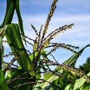 Martian Jewels Corn purple and bight green tassels in the corn field at Baker Creek.
