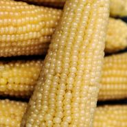 A close-up view of Amish Butter Popcorn.