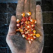 Atomic Orange Corn kernels held in dirty hand.
