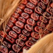 Close-up Bloody Butcher Dent Corn