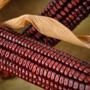 Bloody Butcher Dent Corn with dried husk.