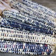 Montana Cudu Corn