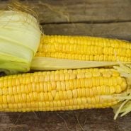 Close-up Golden Bantam Corn