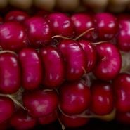 Extreme close-up Hopi Pink Flour Corn