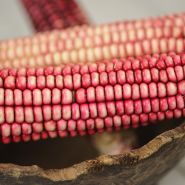 Close-up Hopi Pink Flour Corn
