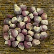 Hopi Purple kernels