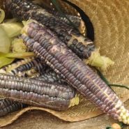 Japanese Black Sticky Corn