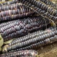 Japanese Black Sticky corn close-up