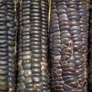 Japanese Black Sticky corn close-up