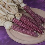 Montana Lavender corn with dried husks.
