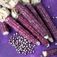 Montana Lavender Clay corn on purple background.