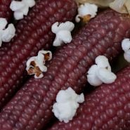 Close-up Mini Pink Popcorn with popped kernels