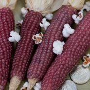 Mini Pink Popcorn with popped kernels