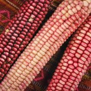 Hopi Pink Flour Corn in multiple shades.