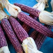 Hopi Purple Corn on blue background.