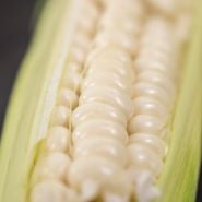 Close-up Art Verrell's Corn.