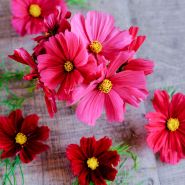 Rubenza Cosmo flowers in shades of red and pink on wood background